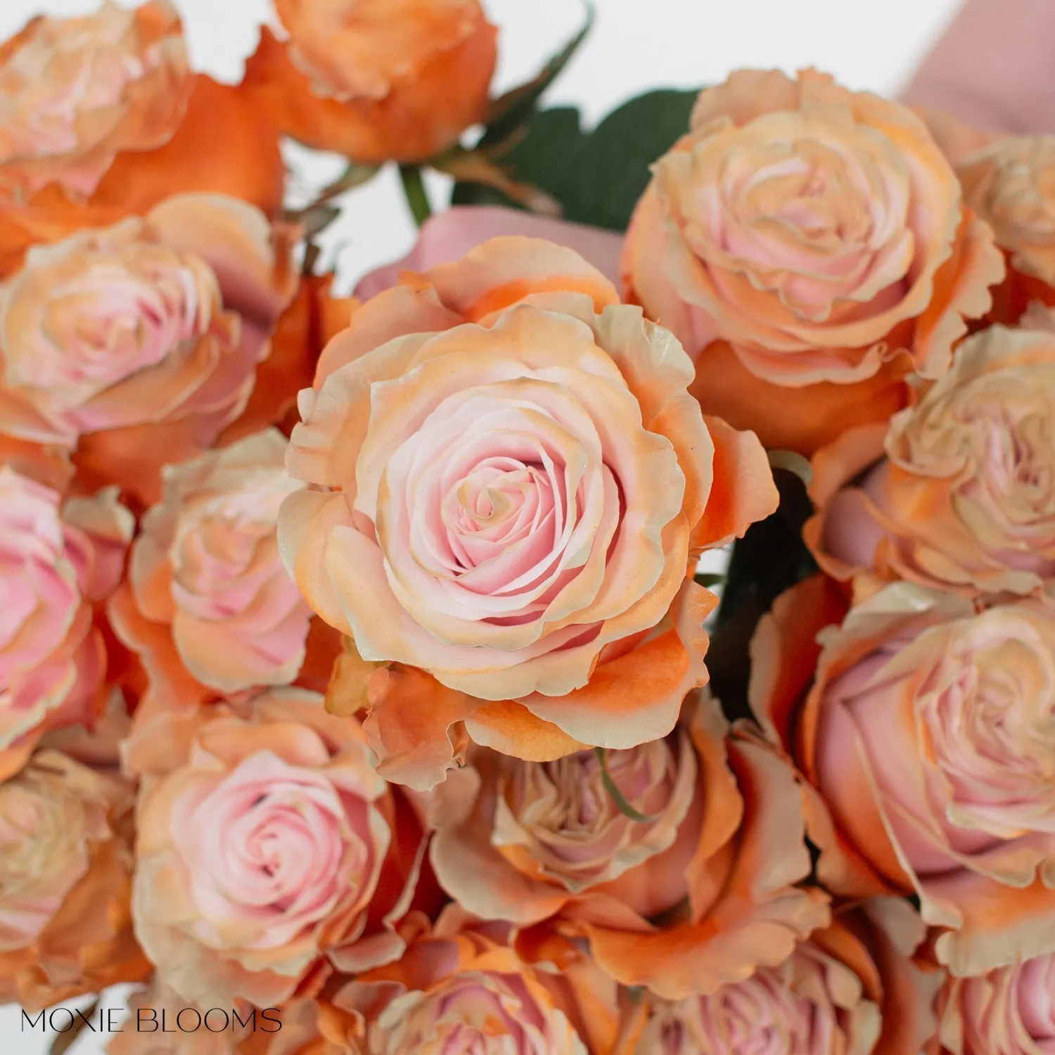 Creamsicle Novelty Roses